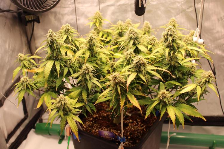 Eternity Grow Cup 2026 - Sticky 🥦. Week 9 - Day 63 for #2