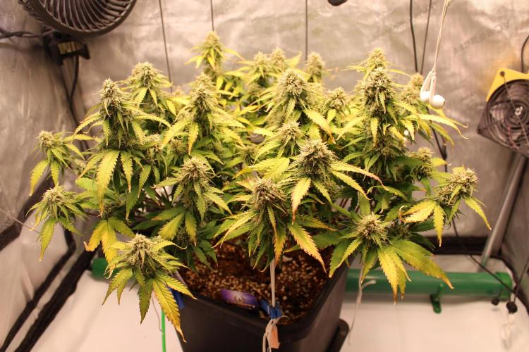Eternity Grow Cup 2026 - Sticky 🥦. Week 10 - Day 64 for #2