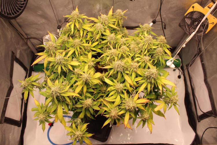 Eternity Grow Cup 2026 - Sticky 🥦. Week 10 - Day 64 for #2