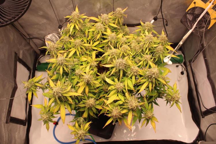 Eternity Grow Cup 2026 - Sticky 🥦. Week 10 - Day 65 for #2