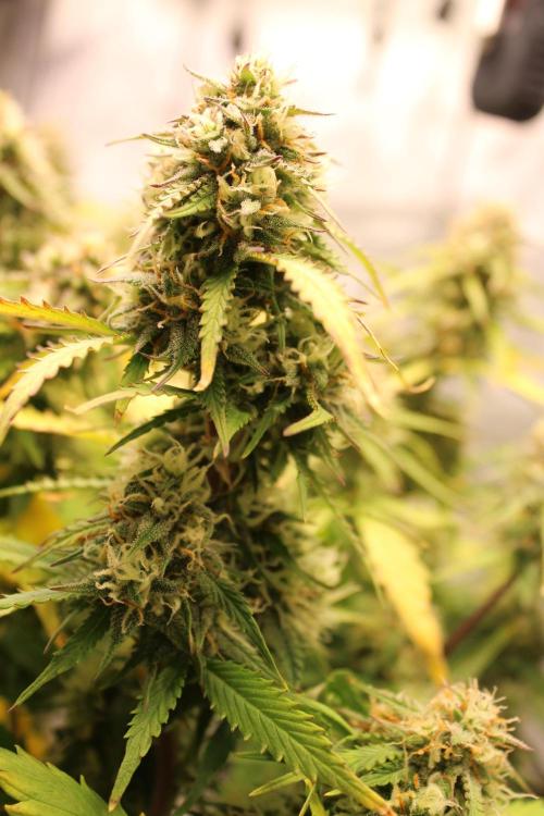 Eternity Grow Cup 2026 - Sticky 🥦. Week 10 - Day 65 for #2