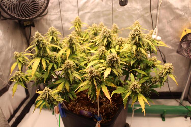 Eternity Grow Cup 2026 - Sticky 🥦. Week 10 - Day 65 for #2