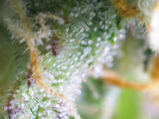 Eternity Grow Cup 2026 - Sticky 🥦. Week 10 - Day 68 for #2