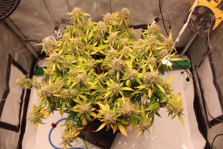 Eternity Grow Cup 2026 - Sticky 🥦. Week 10 - Day 68 for #2