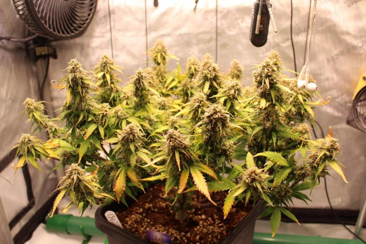 Eternity Grow Cup 2026 - Sticky 🥦. Week 10 - Day 68 for #2