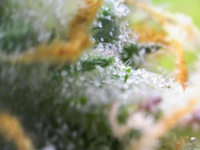 Eternity Grow Cup 2026 - Sticky 🥦. Week 10 - Day 69 for #2