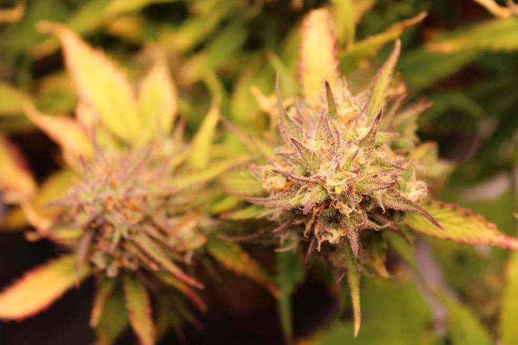 Eternity Grow Cup 2026 - Sticky 🥦. Week 10 - Day 70 for #2