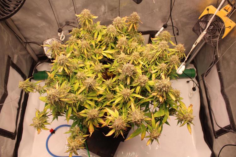 Eternity Grow Cup 2026 - Sticky 🥦. Week 10 - Day 70 for #2