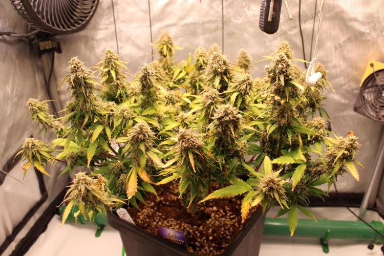 Eternity Grow Cup 2026 - Sticky 🥦. Week 10 - Day 70 for #2