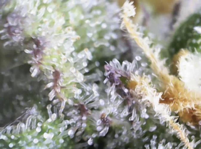 Eternity Grow Cup 2026 - Sticky 🥦. Week 10 - Day 70 for #2