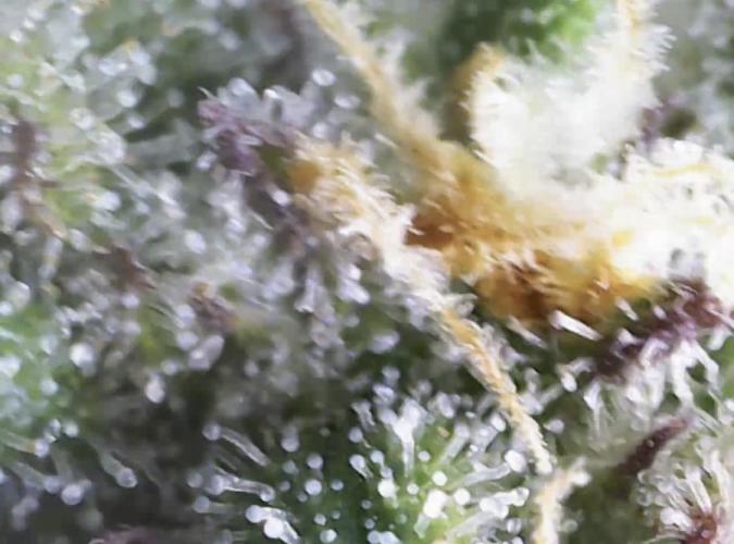 Eternity Grow Cup 2026 - Sticky 🥦. Week 10 - Day 70 for #2