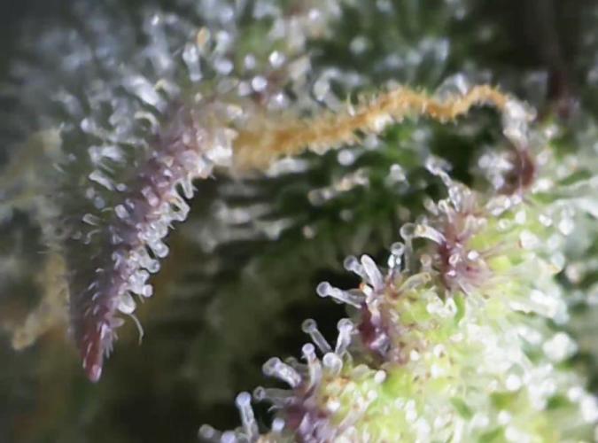 Eternity Grow Cup 2026 - Sticky 🥦. Week 10 - Day 70 for #2