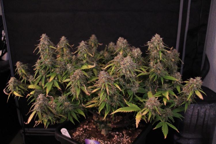 Eternity Grow Cup 2026 - Sticky 🥦. Week 11