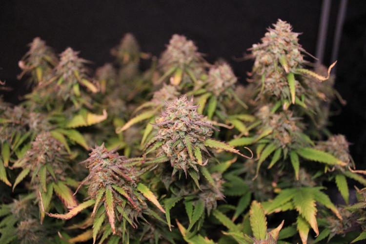 Eternity Grow Cup 2026 - Sticky 🥦. Week 11