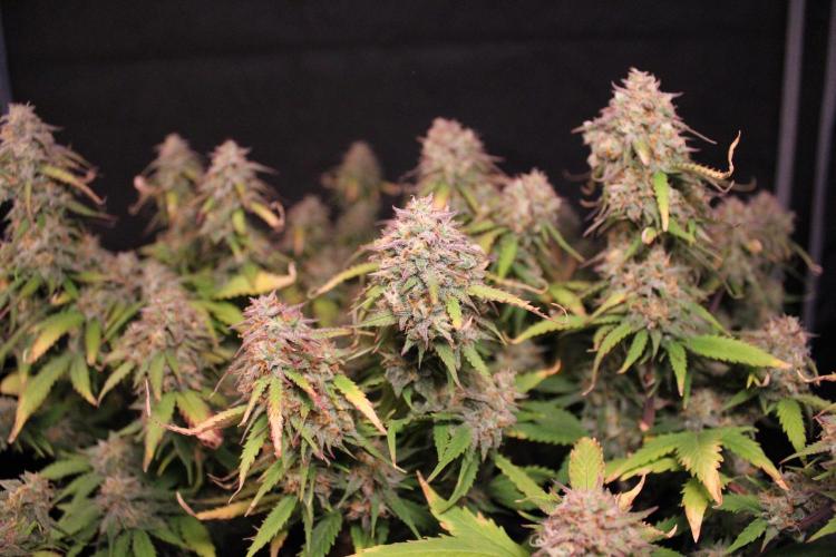 Eternity Grow Cup 2026 - Sticky 🥦. Week 11