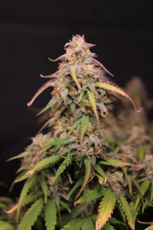 Eternity Grow Cup 2026 - Sticky 🥦. Week 11