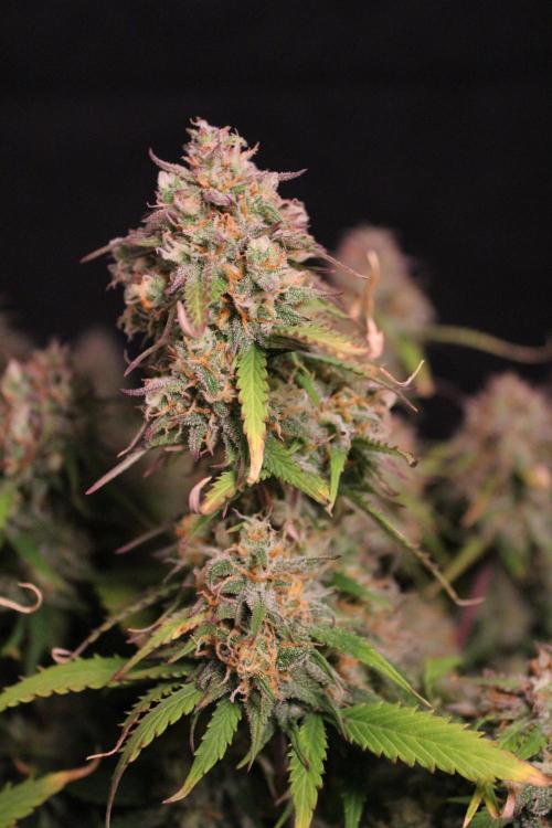 Eternity Grow Cup 2026 - Sticky 🥦. Week 11