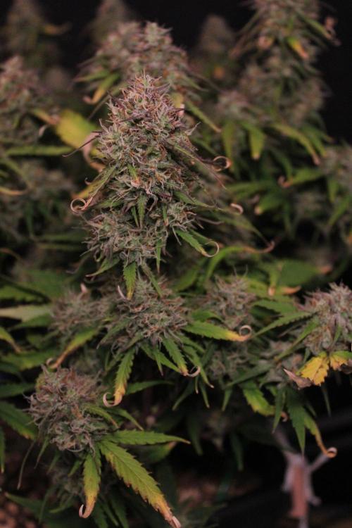 Eternity Grow Cup 2026 - Sticky 🥦. Week 11