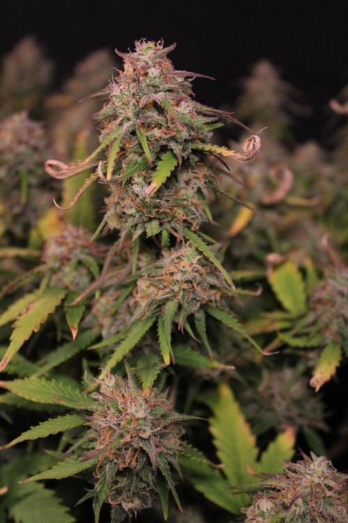 Eternity Grow Cup 2026 - Sticky 🥦. Week 11