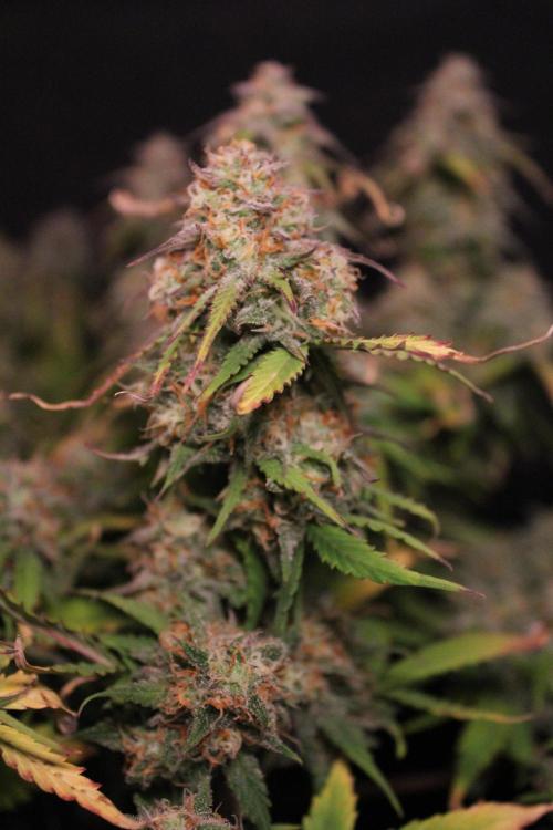 Eternity Grow Cup 2026 - Sticky 🥦. Week 11