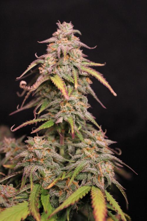 Eternity Grow Cup 2026 - Sticky 🥦. Week 11