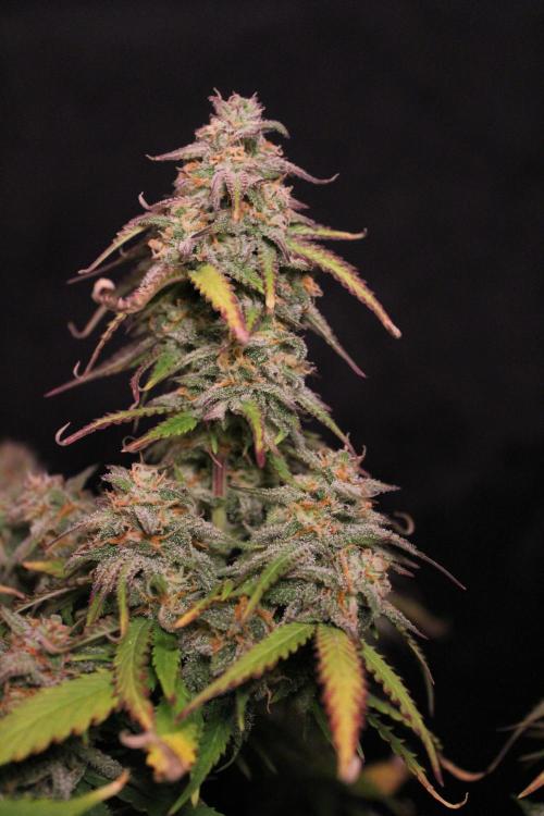 Eternity Grow Cup 2026 - Sticky 🥦. Week 11