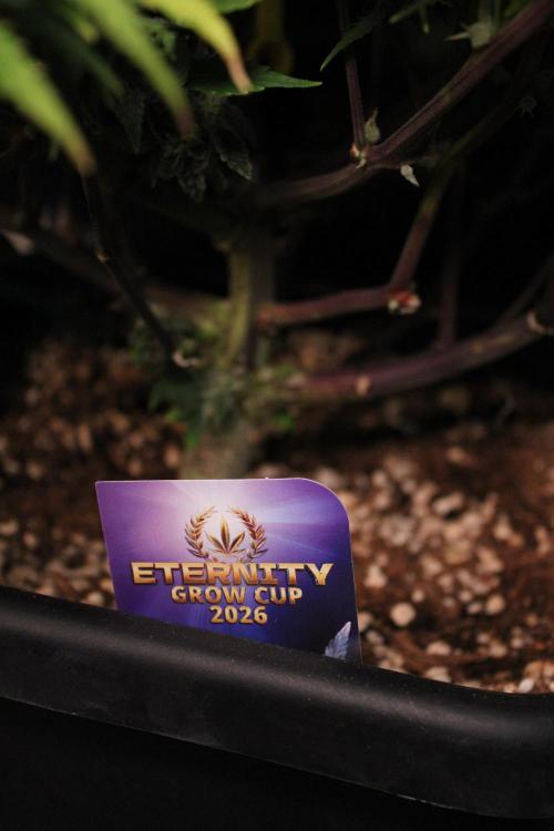 Eternity Grow Cup 2026 - Sticky 🥦. Week 11