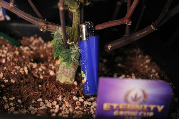 Eternity Grow Cup 2026 - Sticky 🥦. Week 11