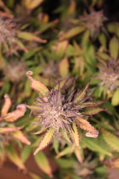 Eternity Grow Cup 2026 - Sticky 🥦. Week 11