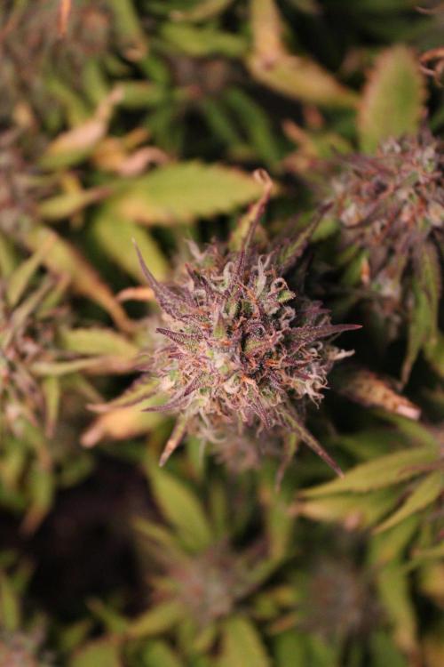 Eternity Grow Cup 2026 - Sticky 🥦. Week 11