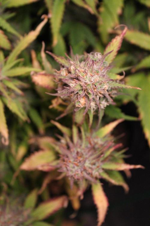 Eternity Grow Cup 2026 - Sticky 🥦. Week 11