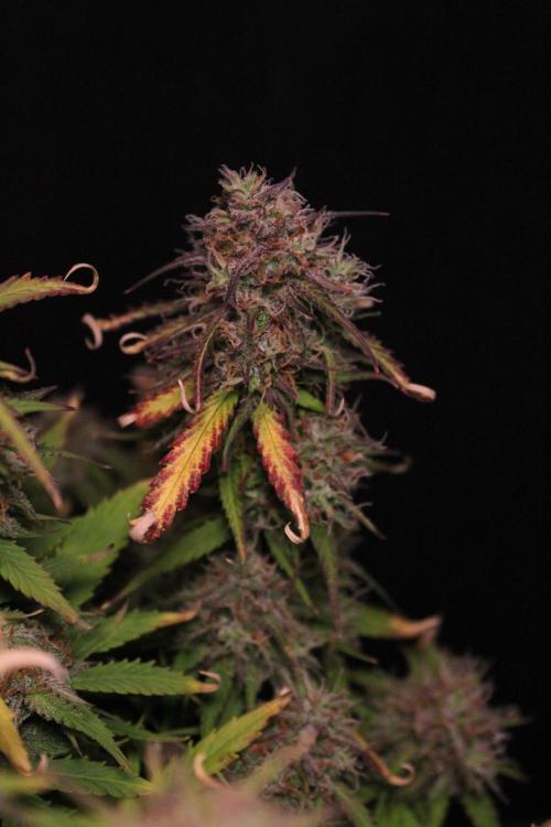 Eternity Grow Cup 2026 - Sticky 🥦. Week 11