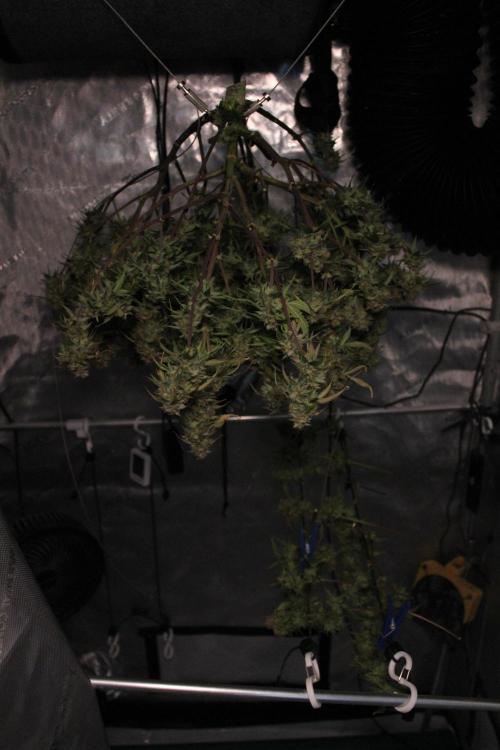 Eternity Grow Cup 2026 - Sticky 🥦. Week 11
