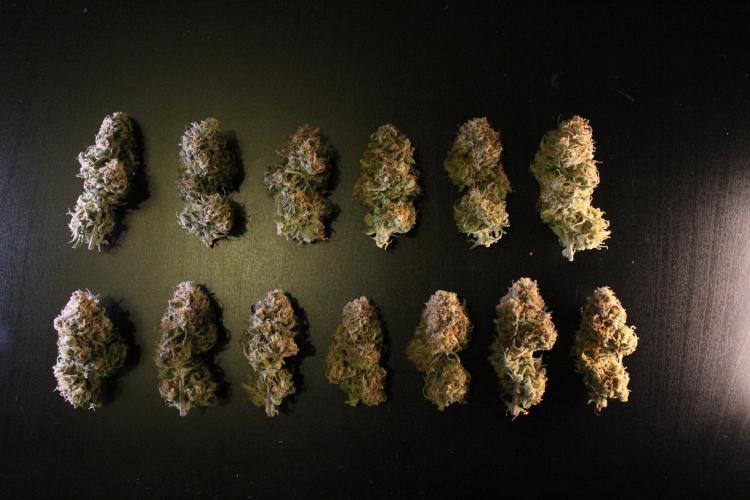 Eternity Grow Cup 2026 - Sticky 🥦. Week 11 - The top buds