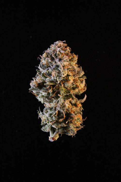 Eternity Grow Cup 2026 - Sticky 🥦. Week 11 - Details of top buds