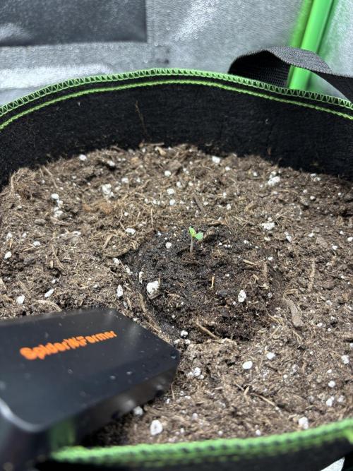 EasyBud RQS. Week 0 - 09.02.26