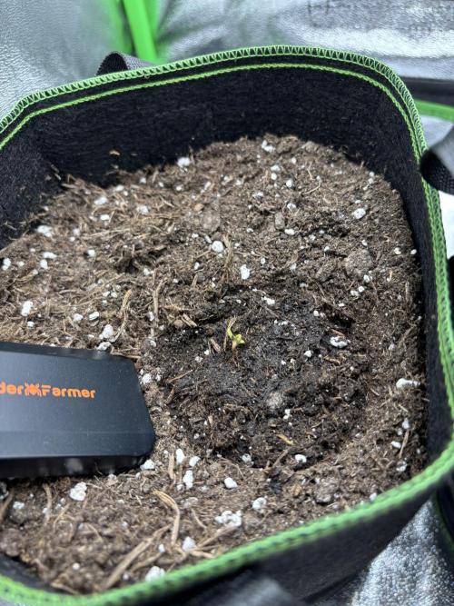 EasyBud RQS. Week 0 - 09.02.26