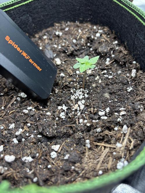 EasyBud RQS. Week 0 - 12.02.26