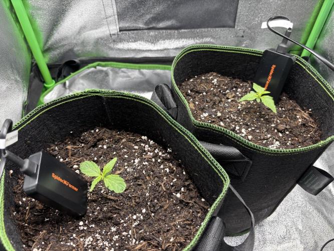 EasyBud RQS. Week 1 - 15.02.26