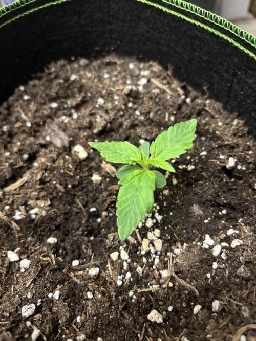 EasyBud RQS. Week 1 - 15.02.26 #1