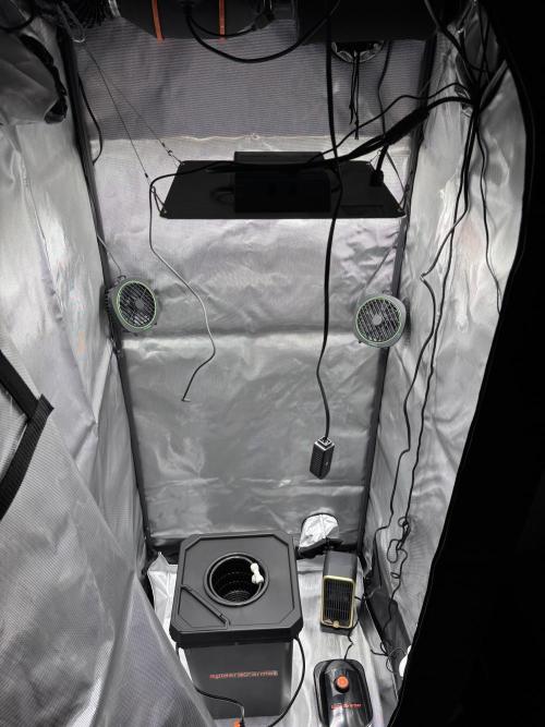 Royal Critical Auto RQS (DWC). Week 0 - Zelt