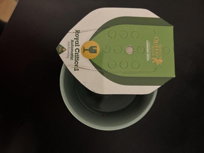 Royal Critical Auto RQS (DWC). Week 0 - Seed