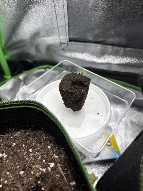 Royal Critical Auto RQS (DWC). Week 0 - 14.02.26