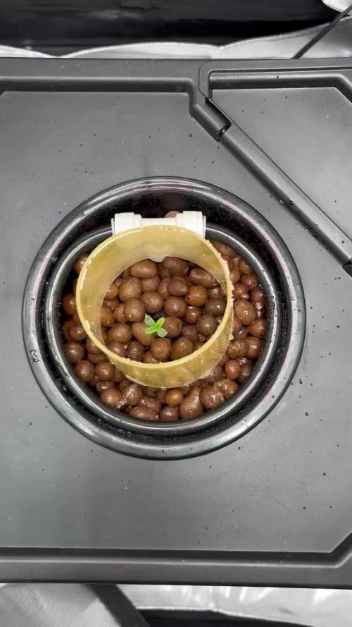 Royal Critical Auto RQS (DWC)