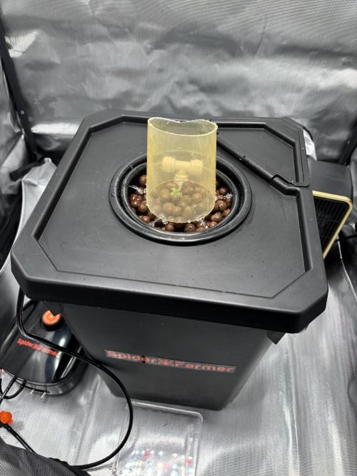 Royal Critical Auto RQS (DWC). Week 1 - 15.02.26