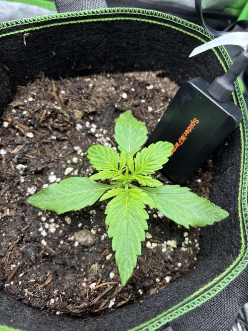 EasyBud RQS. Week 1 - 19.02.26 #2