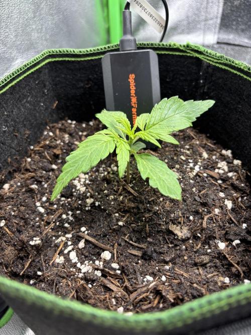 EasyBud RQS. Week 1 - 19.02.26 #1