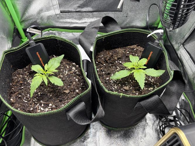 EasyBud RQS. Week 1 - 19.02.26