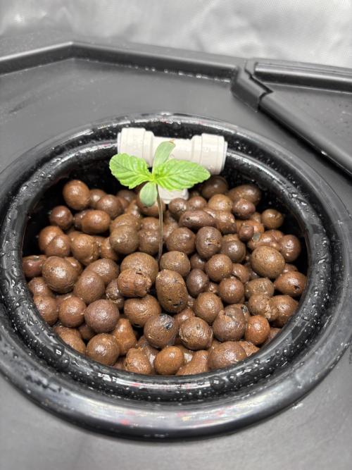 Royal Critical Auto RQS (DWC). Week 1 - 19.02.26 