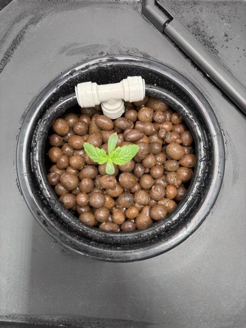 Royal Critical Auto RQS (DWC). Week 1 - 19.02.26 